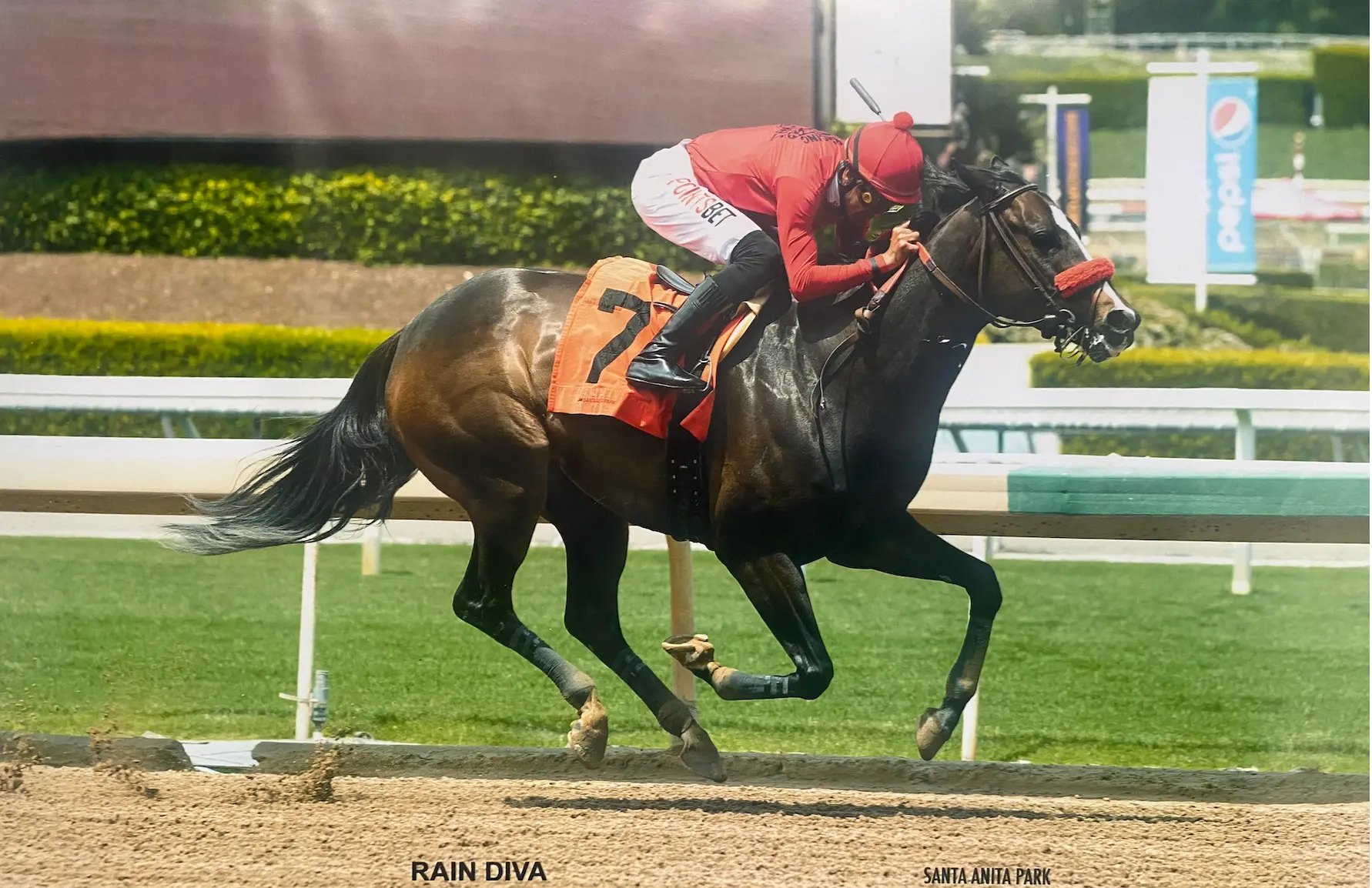 Rain Diva on the turf at Santa Anita Park